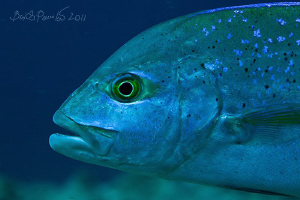Bluefin trevally in Rangali Manta point - West Ari Atoll
... by Boris Pamikov 